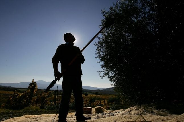 Can the olive harvest still go ahead under Italy’s coronavirus restrictions?