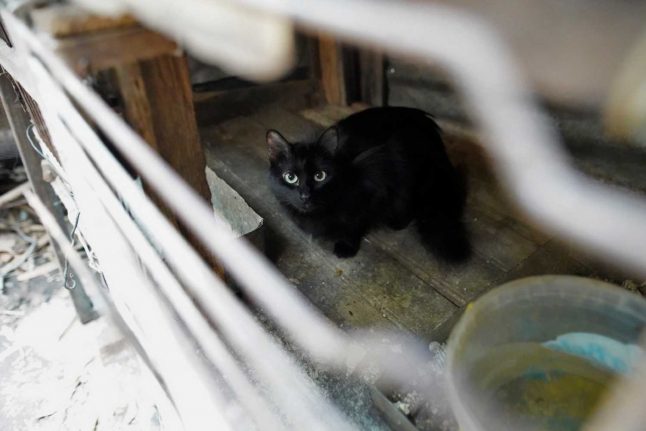 ‘Treat pets like family members’: Swiss experts recommend social distancing for animals
