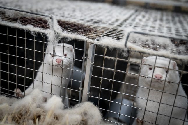 Could mink coronavirus outbreak damage Denmark’s international reputation?