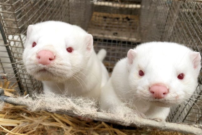 What you need to know about minks and the coronavirus