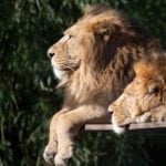 Coronavirus: Four lions test positive at Barcelona zoo