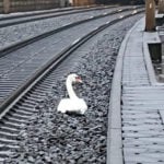 Swan Late: Mourning bird holds up German trains