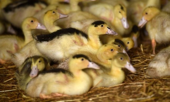 France steps up duck cull as bird flu hits foie gras farms