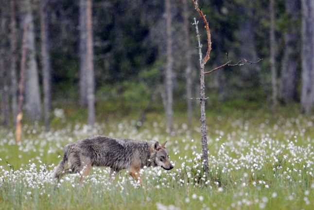 Swiss association seeks volunteers to scare wolves away at night