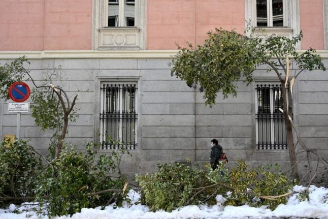 Why thousands of trees in Spain's capital are at risk of dying
