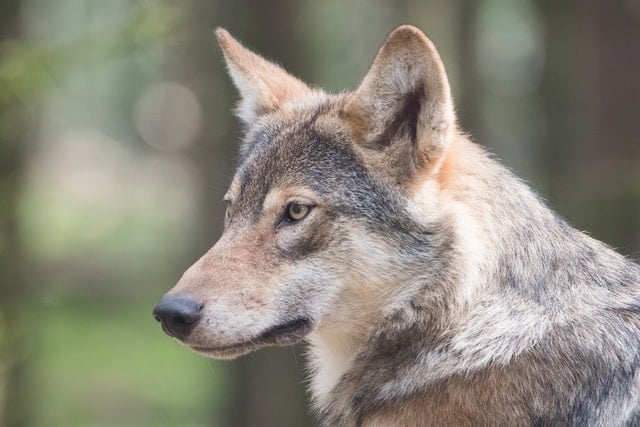 'Speak of the devil' - Why are there so many wolves in the French language?