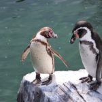 Isolation nearly over for Norway penguins as vaccination arrives