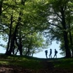 ‘Waldeinsamkeit’ in Austria: Five peaceful forest walks near Vienna