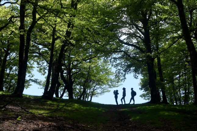 People walk through a forest in search of solitude. Photo by 