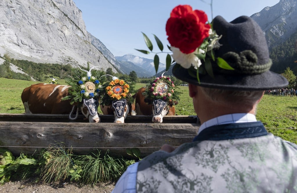 Cows are decorated with bells and flowers before leaving their summer pastures during the annual ceremonial "cattle drive". 