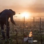 Cold snap ‘could slash French wine harvest by 30 percent’