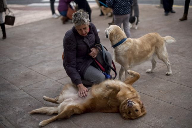 Spain will treat pets as 'living beings' and not 'objects' in custody battles