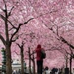 WATCH: Sweden’s cherry blossoms in full bloom