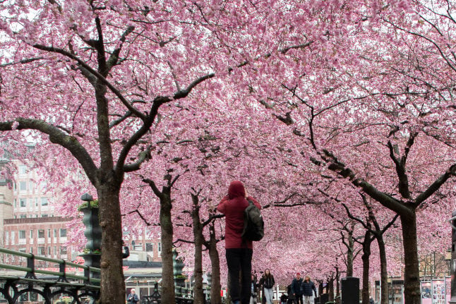 WATCH: Sweden's cherry blossoms in full bloom