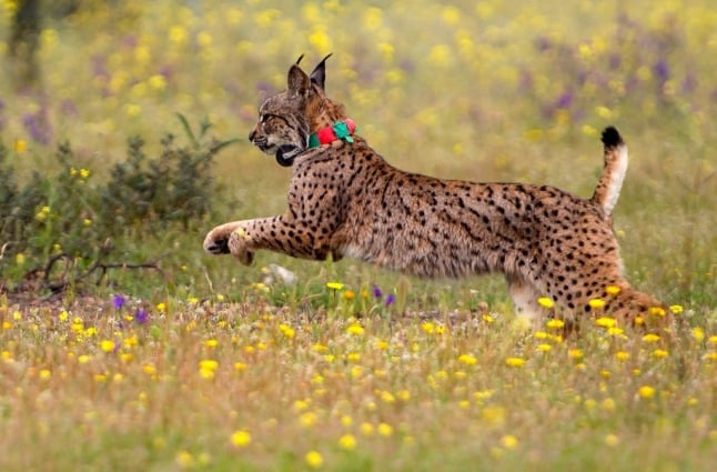 Spain’s endangered Iberian Lynx population back on the rise