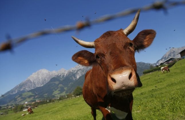 A cow grazes in a field in Saalfelden, near Salzburg, (Photo by ALEXANDER KLEIN / AFP)