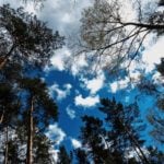 Waldeinsamkeit: Five of the best forest walks around Berlin