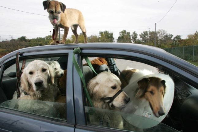 Dogs in a car