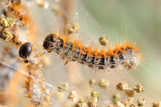 France 'invaded' by hairy, stinging caterpillars