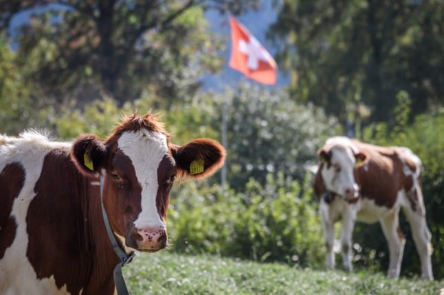 Cows graze in a field next to a Swiss flag floating in the air, in Brenets, western Switzerland, on September 20, 2018 in Les Brenets.