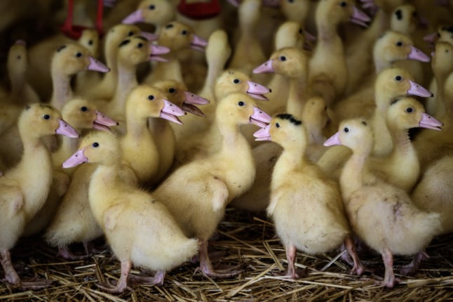 Paris start-up creates lab-grown foie gras to avoid force-feeding of ...