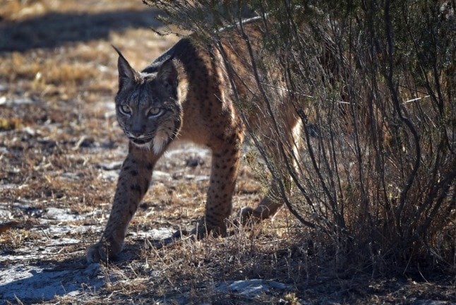 How Spain is helping the Iberian lynx to claw back from the brink of extinction