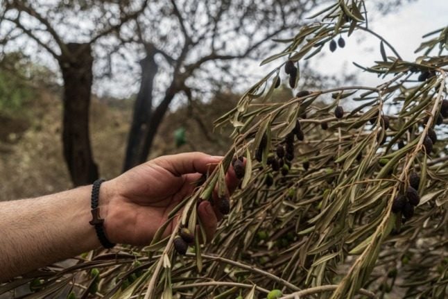 Race to save ancient Italian olive tree engulfed by wildfires
