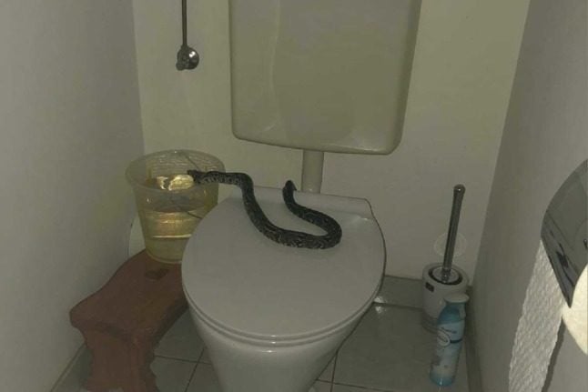 Why do snakes keep appearing in Austrian toilets?