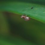 Ticks in Switzerland: How to avoid them and protect yourself