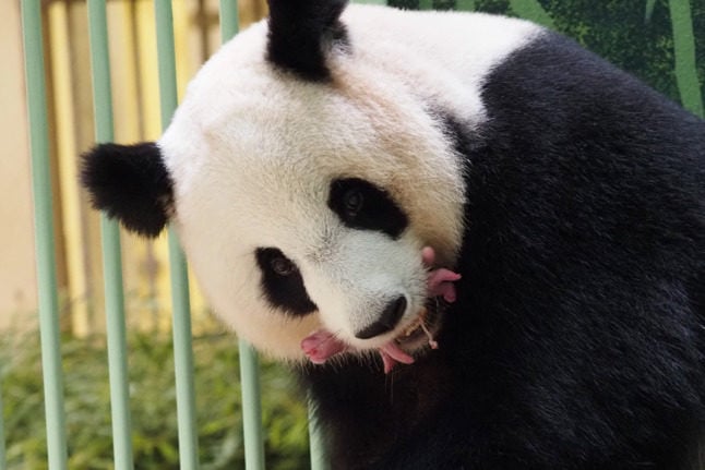 IN PICTURES: Panda in French zoo gives birth to twins