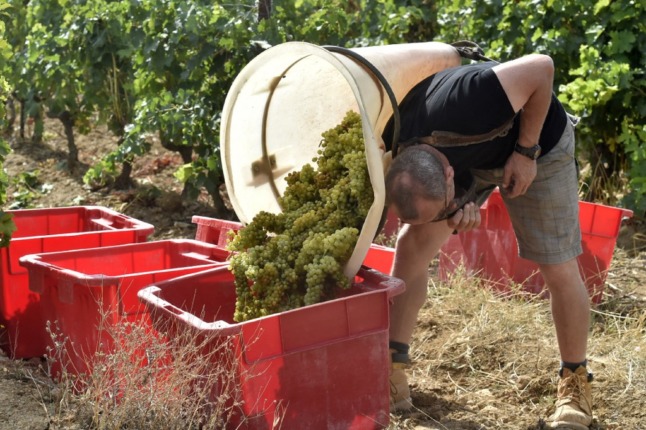French wine production set for 'historic low' after disastrous frosts and wet summer