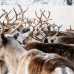 Why is reindeer herding so important in Sweden?