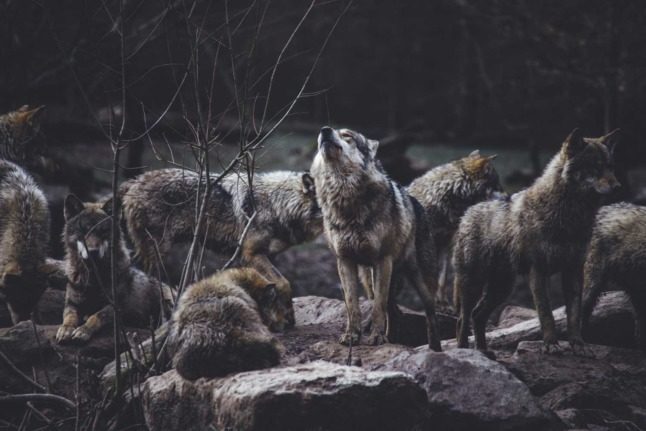 EU top court rules against Austria wolf hunting