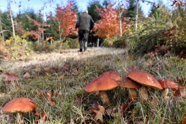 What you need to know for safe and enjoyable mushroom picking in France