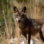 Wolf hunting ban pits farmers against conservationists in Spain