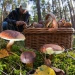 What’s behind the German fascination with foraging for wild mushrooms?