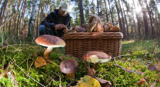 What's behind the German fascination with foraging for wild mushrooms?