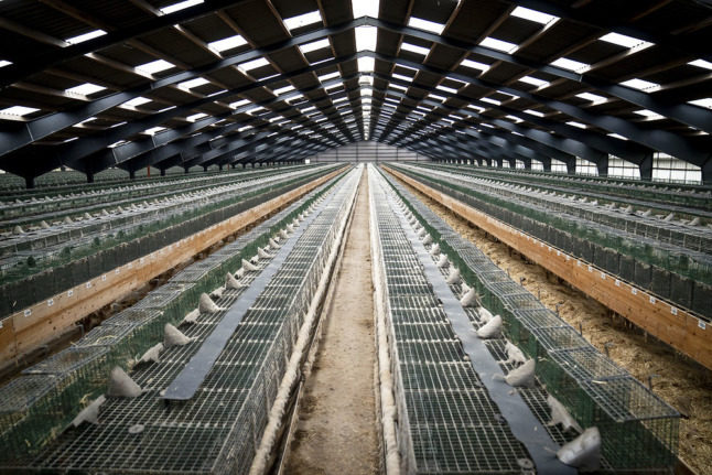 Denmark government backs extension of ban on mink farming