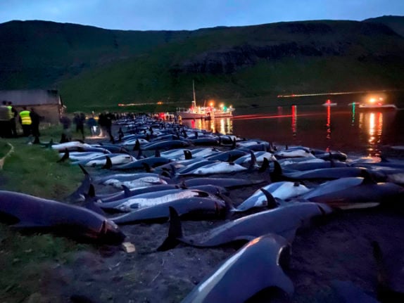 Faroe Islands to re-evaluate dolphin-hunting after 1,400 animals killed