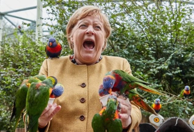 German election fever: Merkel's parrots and a talking fox