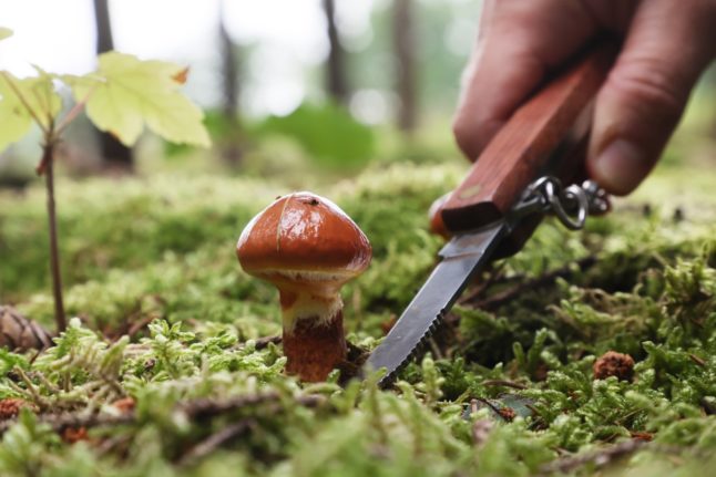 Mushroom foraging Thuringia