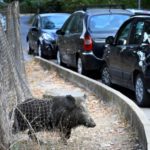Rome votes in mayoral election dominated by rubbish and wild boars