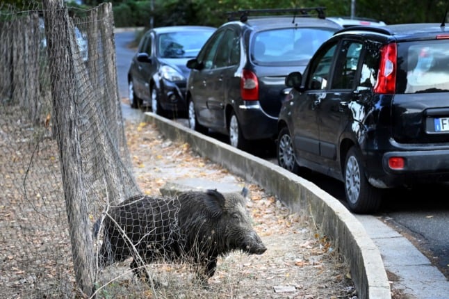 A wild boar approaches parked cars in Rome.