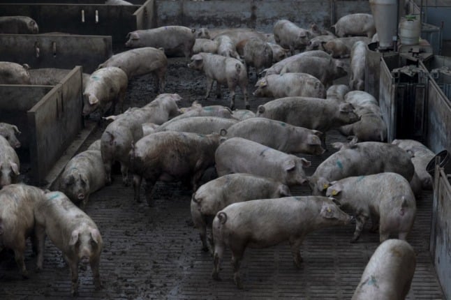 Greenpeace sounds alarm over Spain's 'poisonous mega farms'