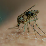 Why there are more mosquitoes in France this autumn