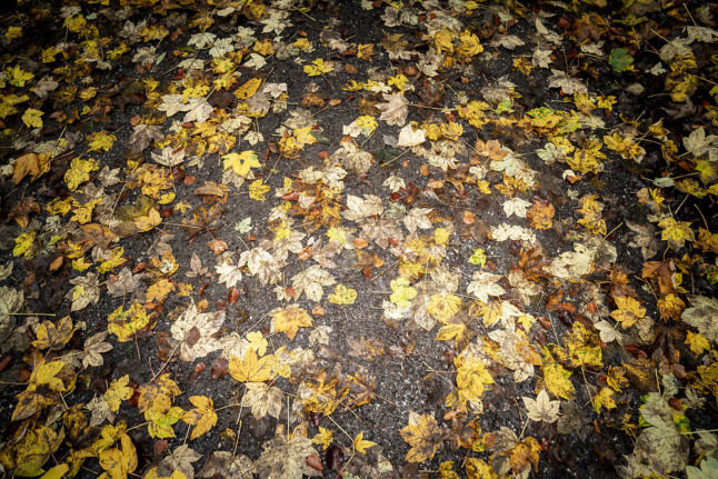 Leaves on a Danish forest floor. Autumnal weather might make it tempting to turn on the heating despite high energy prices.