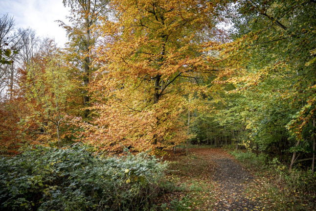 An autumnal forest scene in Denmark, one that could become available in more locations due to a scheme offering farmers a grant to plant trees.