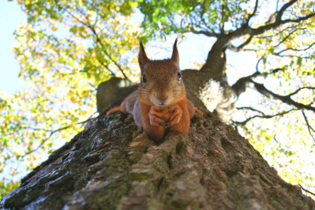 A squirrel stares directly into the camera