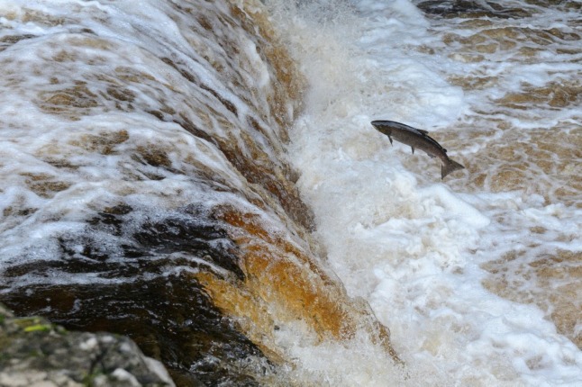 A salmon swimming upstream. 