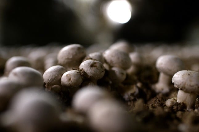 Button mushrooms are grown in caves underneath Paris.